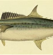 Afbeeldingsresultaten voor "scomberomorus Tritor". Grootte: 179 x 135. Bron: fishillust.com
