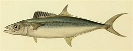 Afbeeldingsresultaten voor "scomberomorus Tritor". Grootte: 266 x 103. Bron: fishillust.com