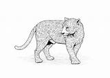 Coloring Pages Leopard African Animals Comment Logged Must Post sketch template
