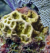 Afbeeldingsresultaten voor "millepora Squarrosa". Grootte: 174 x 185. Bron: coralpedia.bio.warwick.ac.uk