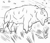 Buffalo Coloring Water Pages Coloringbay sketch template
