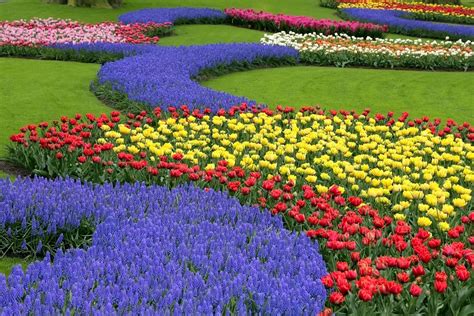 tulip festival   tulip garden  srinagar  interesting facts