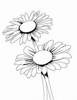 Flower Daisies Bestcoloringpagesforkids sketch template