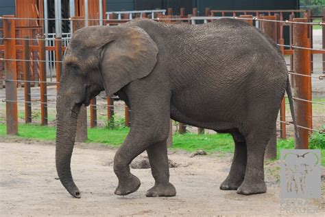 calimero petra prager elefanten fotolexikoneu