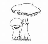 Colorear Para Setas Dibujo Coloring Pintar Mushrooms Dibujos Coloringcrew Imprimir Guardado Imagui Desde sketch template