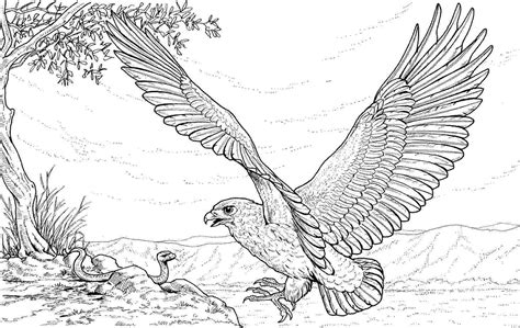 bald eagle coloring pages   print