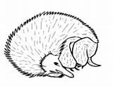 Coloring Hedgehog Hedgehogs Coloringcrew Pages sketch template