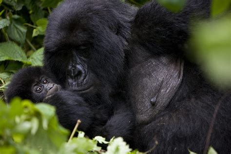 endangered mountain gorillas  virunga national park