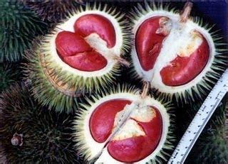 healthy    durian  king  fruit