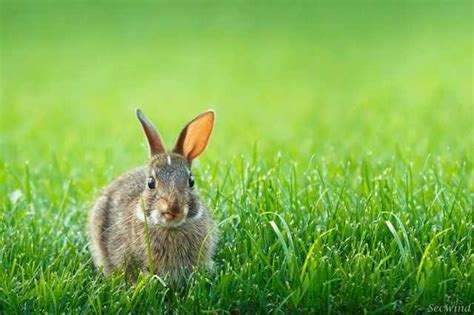 adorable bunnies