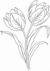 Tulip Coloring Pages Printable Kids Gif sketch template