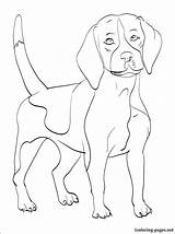Beagle Coloring Rottweiler Pages Dog Drawing Line Getdrawings Getcolorings Color Printable Template sketch template