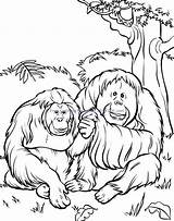 Orangutan Orangutans Cartoon Sumatran Orang Utan Coloringhome sketch template