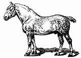 Coloring Horse Draft Pages Percheron Popular sketch template