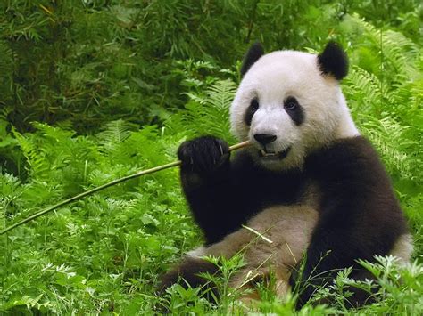 wallpaper hewan panda lucu  pemandangan alam wallpaper pemandangan hd