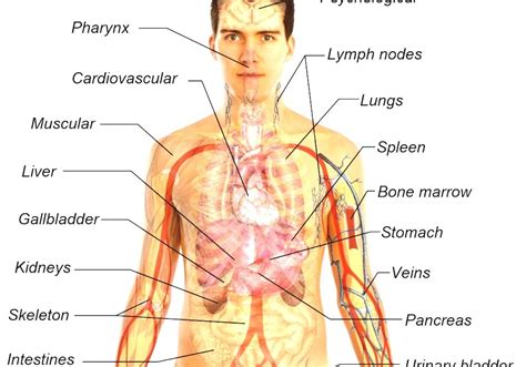 List Of Organs Of The Human Body Anatomy Of Human Body Organs