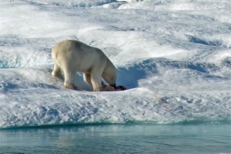 cub eating polar bear caught  camera cannibalism isnt  rare