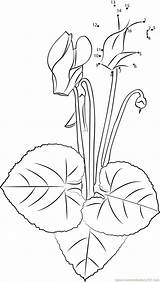 Cyclamen Template Coloring sketch template