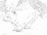 Wombat Coloring Getcolorings sketch template