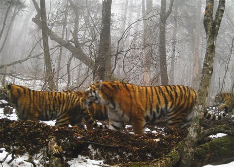 meet  tiger family defying  odds  russia wildcats