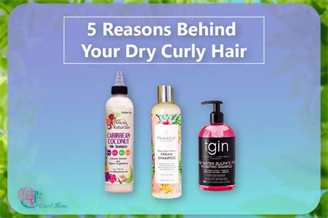 reasons   dry curly hair  center  curly hair