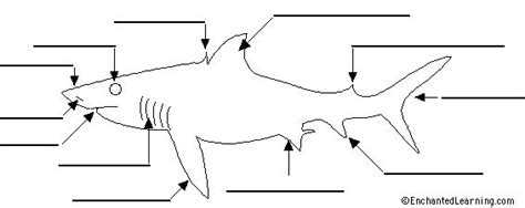 shark anatomy diagram  label ocean life pinterest sharks ocean life  habitats