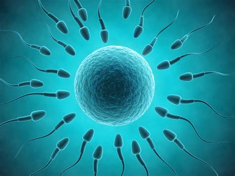 sperm switch offers new hope for male infertility austin fertility