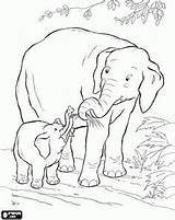 Coloring Pages Colouring Big Dementia Safari Adults Five Patients Kids Animal Animals Printable Kleurplaat Elephants Color Elephant Template Baby Colour sketch template