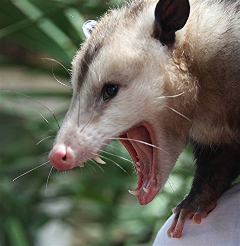 florida fish  wildlife conservation commission benjamin button  opossum