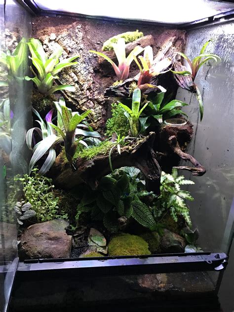 xx tree frog vivarium plant kit