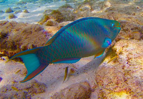 ook de onderwaterwereld van curacao ontdekken kijk op wwwbokablouvillacom curacao fish pet