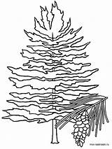 Tree Pine Coloring Pages Maine Fir Carolina North Clipart Michigan Drawing Trees Printable Clip State Idaho States Color Eastern Kids sketch template