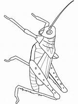 Grasshopper Coloring Pages Printable Insects Insect Color Grasshoppers Kids Para Drawing Fun Grilo Insecten Colouring Clipart Animal Visit Getdrawings Line sketch template