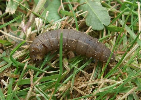 grub  insect treatment   lawn
