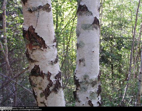 silvery bark of betula pendula whiteknights biodiversity