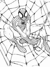 Spiderman Ragnatela sketch template