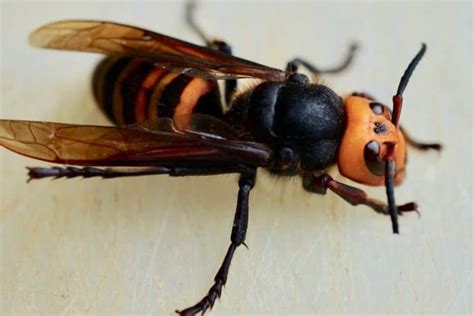 asian giant hornet invasive species council  british columbia