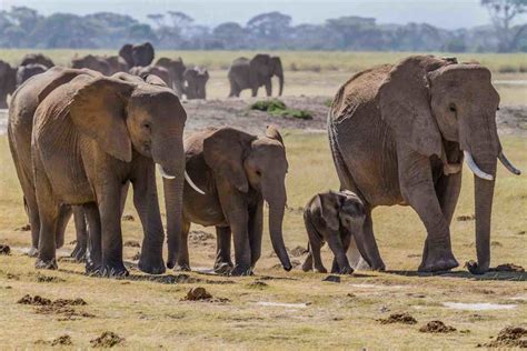 elephant herd  social behavior  elephant guide
