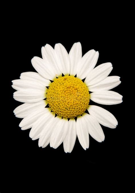 daisy cutout stock image image  cutout white summer