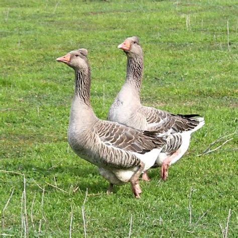 tufted toulouse geese  sale duck species geese breeds barnyard animals