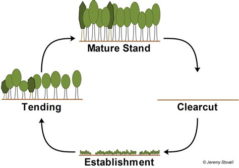 sfa silviculture  introduction silvicultural systems