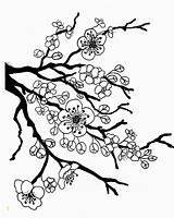 Dogwood Coloring Tree Sakura Bloom Drawing Divyajanani sketch template