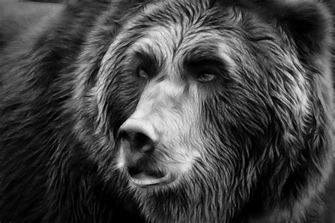 black  white grizzly bear photograph  athena mckinzie fine art