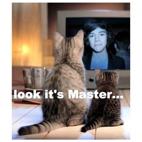 harry styles cats tumblr liked on polyvore cats cats