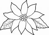 Poinsettia Coloring Flower Drawing Pages Outline Clipart Line Christmas Kids Color Poinsettias Blooming Drawings National Flowers Colorluna Charming Clip Gorgeous sketch template