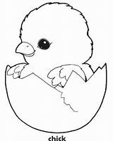 Chick Coloring Baby Chicken Easter Drawing Pages Chicks Egg Chook Template Sheet Sheets Cute Para Bunny Print Kids Templates Printable sketch template
