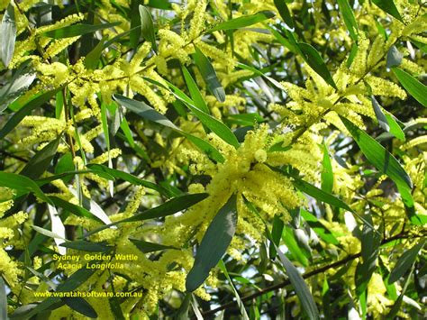 sydney golden wattle p