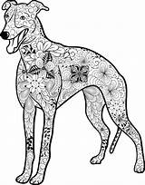 Ausdrucken Hund Galgo Malvorlage Mandalas Mops Kostenloses Dackel Welpen Malvorlagen Greyhound Hunden Animal Malen Kostenlosen sketch template