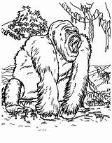 Ausmalbilder Pages Gorilla Godzilla Ausmalen Pintar sketch template