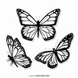 Butterfly Drawing Realistic Line Illustration Drawings Tattoo Stencil Designs Butterflies Two Set Draw Tattoos Vexels Monarch Outline Simple Easy Para sketch template